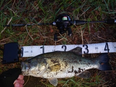 ブラックバスの釣果