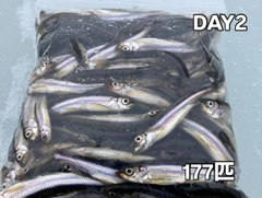 ワカサギの釣果