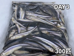ワカサギの釣果