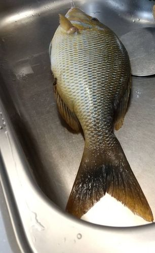 タマンの釣果