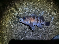 シロメバルの釣果