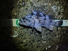 クロソイの釣果