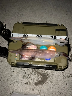 ヤリイカの釣果