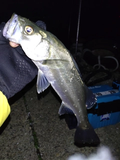 セイゴ（マルスズキ）の釣果