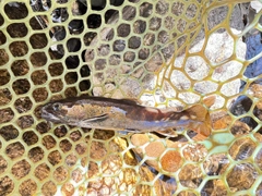 ヤマトイワナの釣果