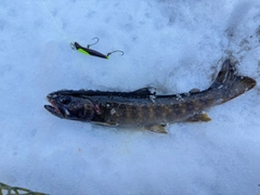 ヤマトイワナの釣果