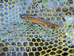 ヤマトイワナの釣果