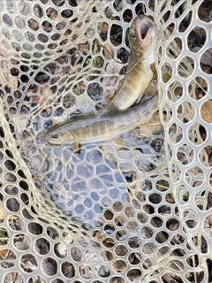 ヤマトイワナの釣果