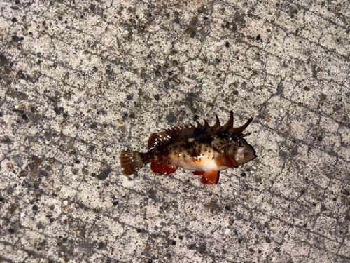 ハオコゼの釣果