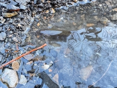 ヤマトイワナの釣果