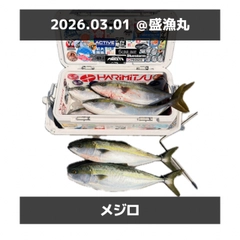 ブリの釣果