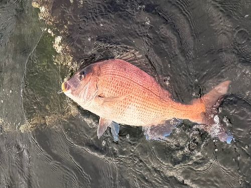 タイの釣果