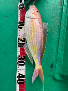 イトヨリダイの釣果