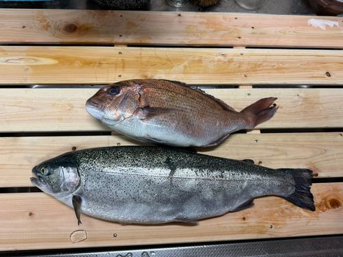 トラウトサーモンの釣果