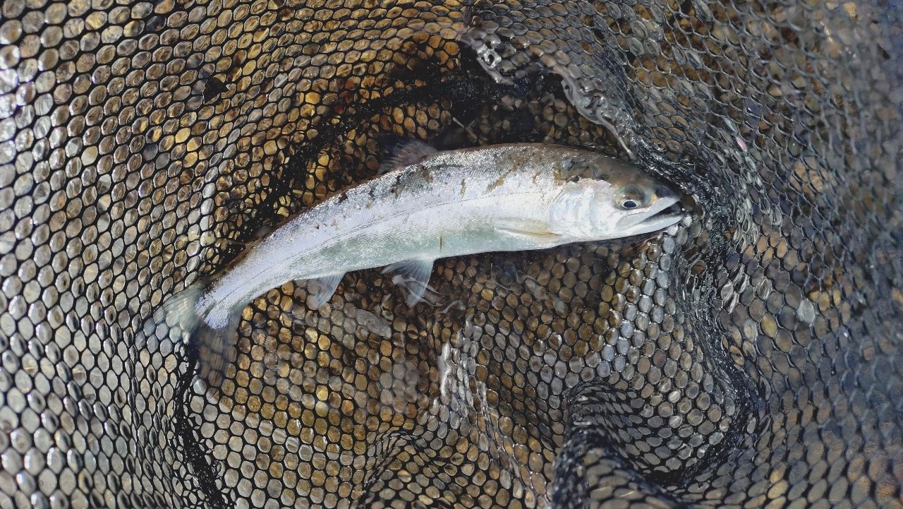 SHIMANO 20ゾディアス 268L-S/2の最安値・インプレ・釣果 | 本音の