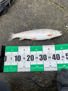 アメマスの釣果