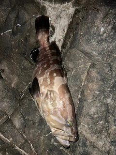 クエの釣果