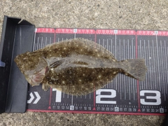 ヒラメの釣果