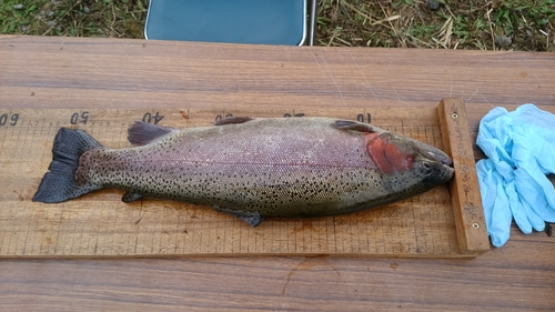 ニジマスの釣果