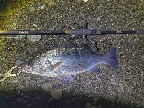 ヒラスズキの釣果