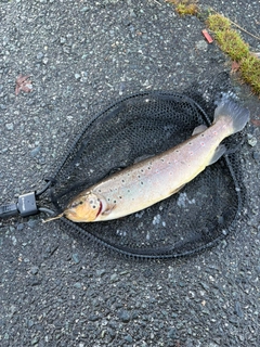 ブラウントラウトの釣果