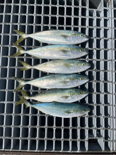 ツバイソの釣果