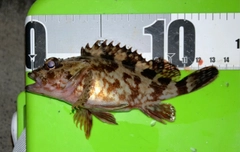 カサゴの釣果