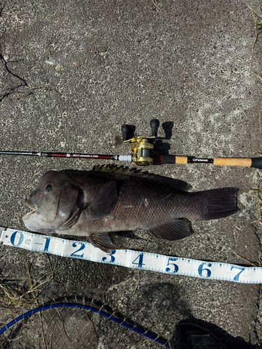コブダイの釣果