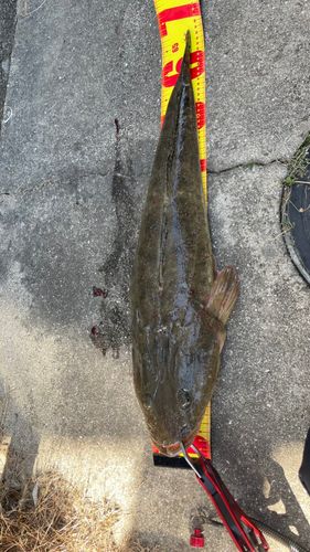 マゴチの釣果