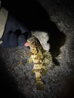 タケノコメバルの釣果