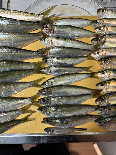 トウゴロウイワシの釣果
