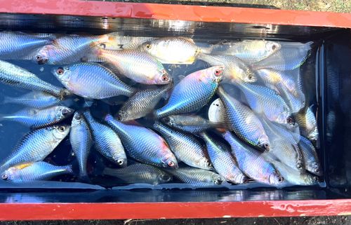 タイリクバラタナゴの釣果