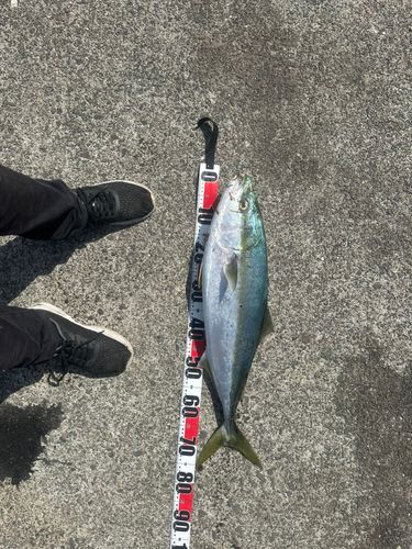 ヤズの釣果
