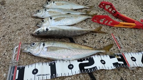 アジの釣果