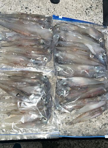 ヤリイカの釣果