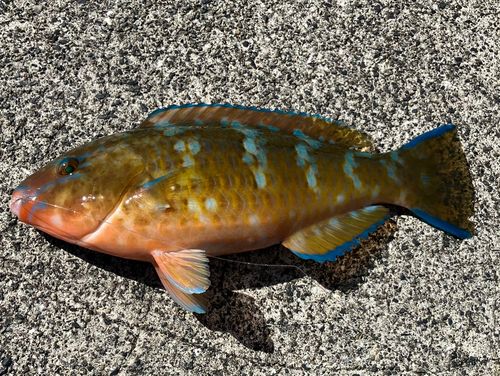 ヒブダイの釣果