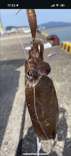 コウイカの釣果