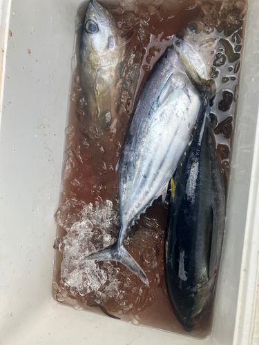 セイゴ（マルスズキ）の釣果