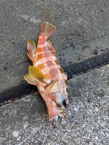 アカハタの釣果