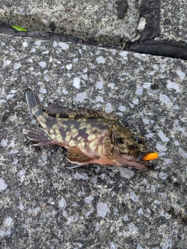 ガシラの釣果
