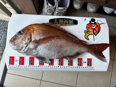 タイの釣果