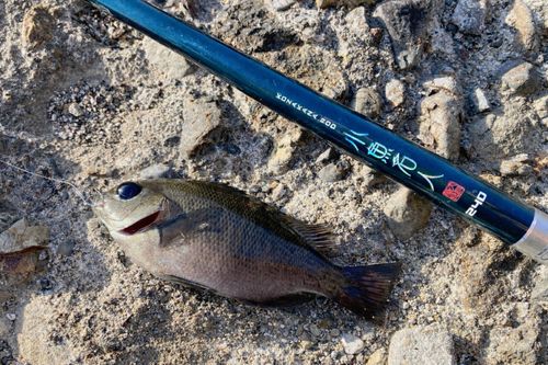 メジナの釣果