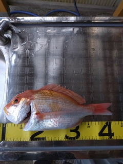 レンコダイの釣果