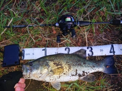 ブラックバスの釣果