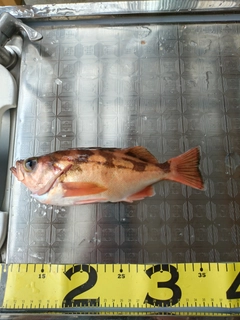 オキメバルの釣果