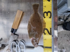 ムシガレイの釣果