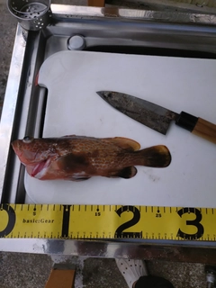 キジハタの釣果