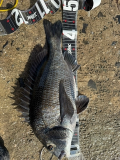 チヌの釣果