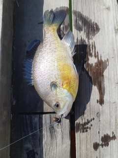 ブルーギルの釣果