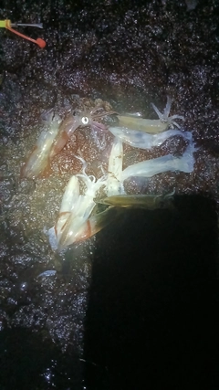 マメイカの釣果